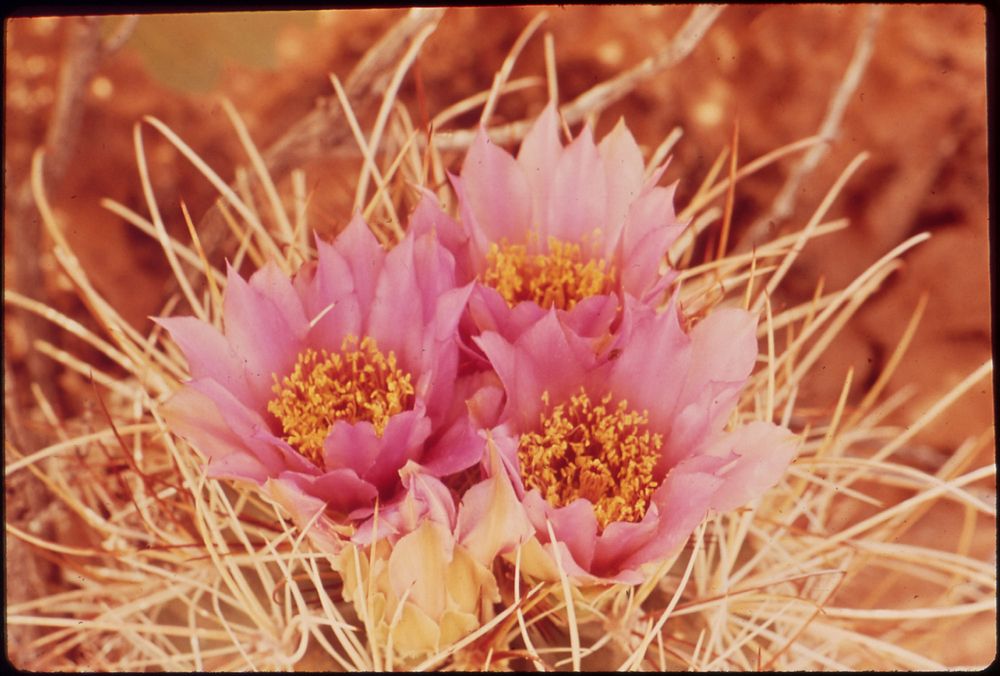 Fishhook Cactus Blossoms, 05/1972. Original public domain image from Flickr