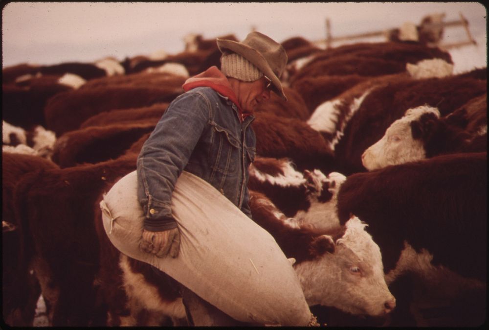 Frank Starbuck, Last of the Old Time Ranchers near Fairview Manages a Spread of 1300 Acres and 400 Head of Cattle. He Does…