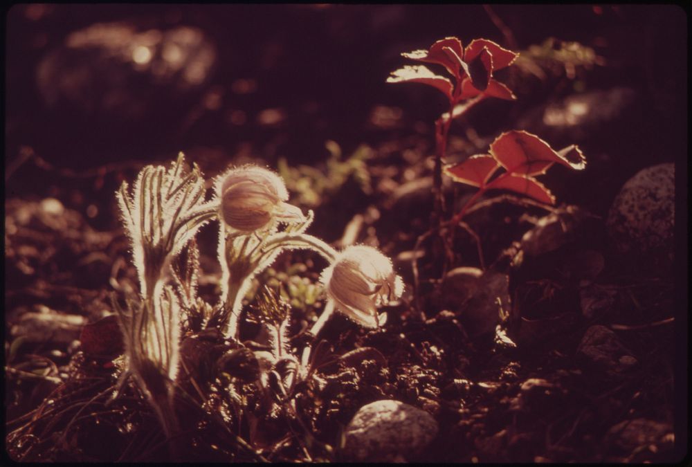 Pasque Flowers Bloom near the Roaring Fork River. Original public domain image from Flickr