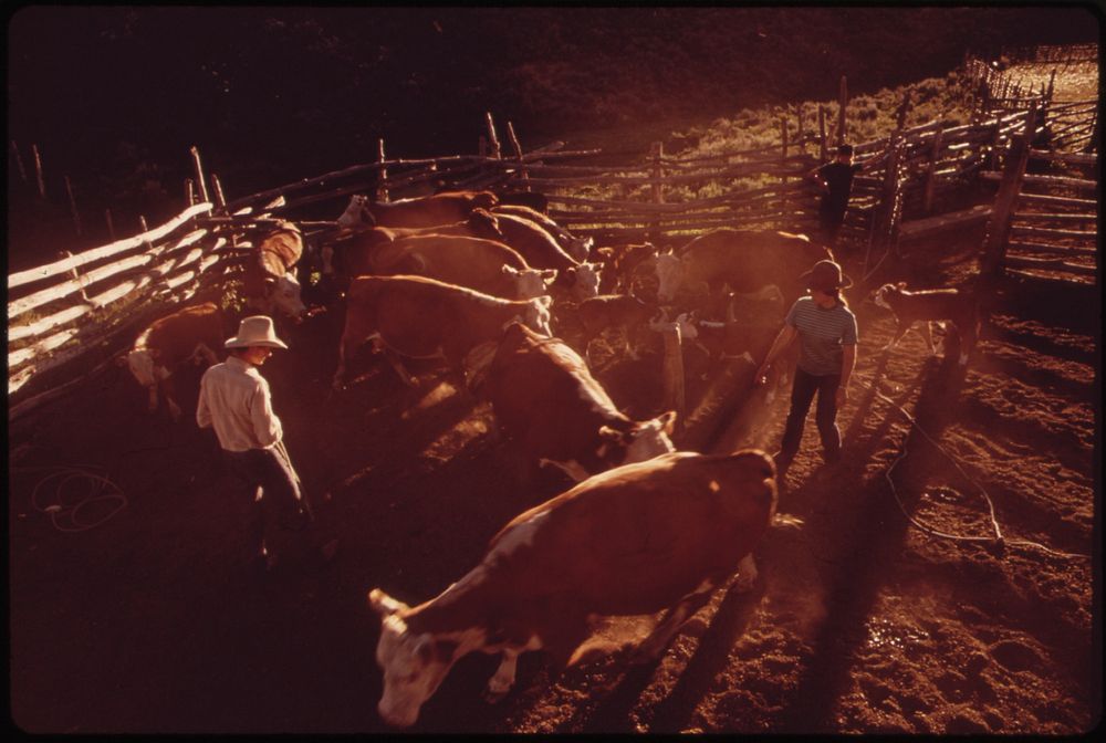 At the Oldlands' Summer Cow Camp. the Oldlands Have Ranched the Piceance Creek Area for Three Generations, 07/1973. Original…