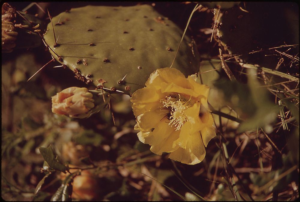 Cactus Flower Along Devil's Backbone Ranch Road. Original public domain image from Flickr