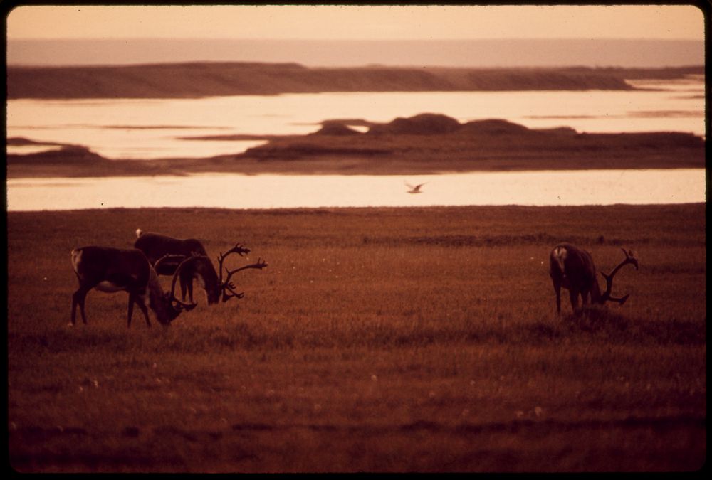 Caribou Graze near the Sagavanirktok River, Eight Miles East of the North Slope Site Where the Alaska Pipeline Will Start.