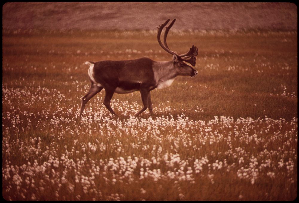 Caribou in "Alaska Cotton", a Plant Found in Marshy Areas Along Entire 789-Mile Route of the Alaska Pipeline. Original…