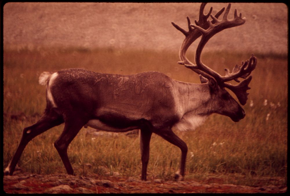 Bull Caribou near the Start of the Alaska Pipeline Route. Original public domain image from Flickr