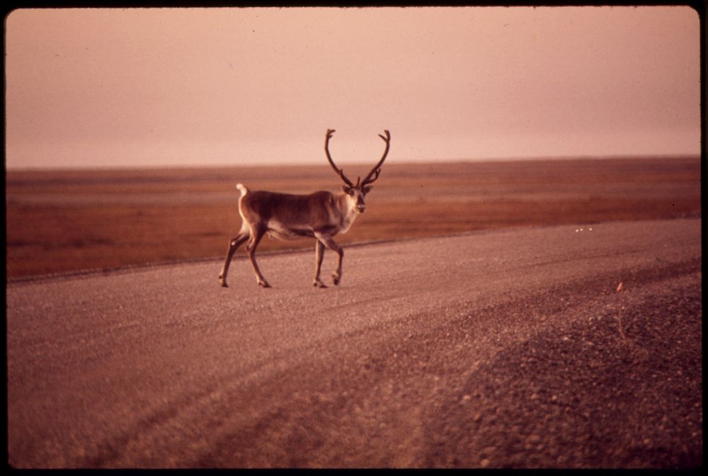 Young Bull Caribou Crosses Gravel Roadway. Original public domain image from Flickr