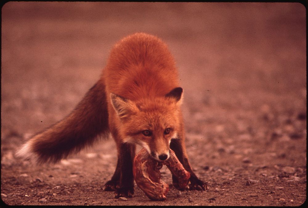 Young Female Fox near Galbraith Lake Camp Wrestling with a Turkey Neck--A Handout From the Camp Cook. Foxes, Arctic White…