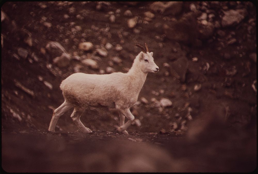 Young Sheep on Its Way to the West Salt Lick in Atigun Gorge near the Point Where the Pipeline Will Cross the Atigun River.…