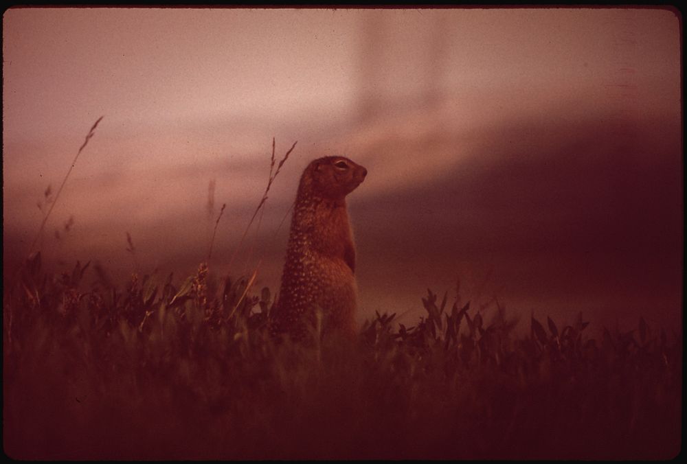 Day's Work Done, the Parka Squirrel Stands on the Bank and Surveys Its Domain. Franklin Bluffs in Background. Original…