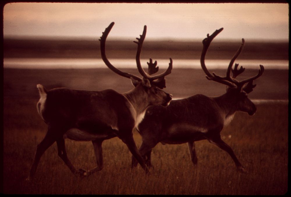 Caribou Trot Across the Tundra, near Prudhoe Bay Where the Pipeline Will Start. Original public domain image from Flickr