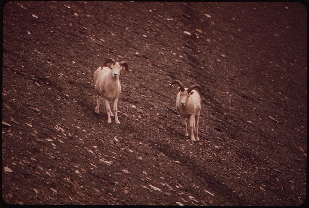 A Pair of Young Rams, 3-5 Years Old, Descend the Hillside Salt Lick at the West End of the Atigun Gorge (Four Miles From the…