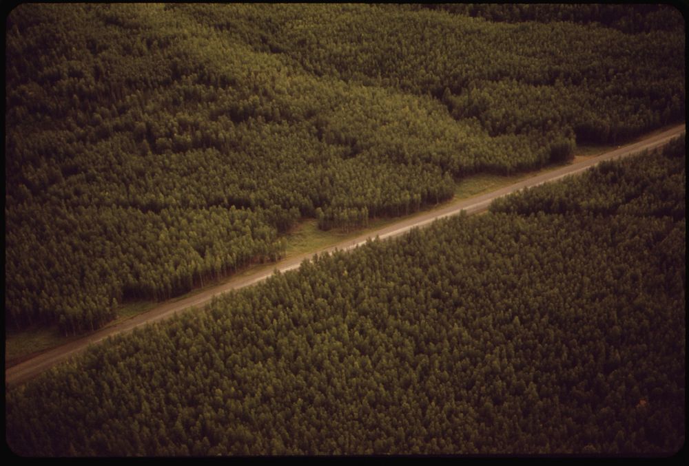 A View West Across the Route. Cut in Forest Shows the Location of the Pipeline Crossing of the Livengood Highway. Original…