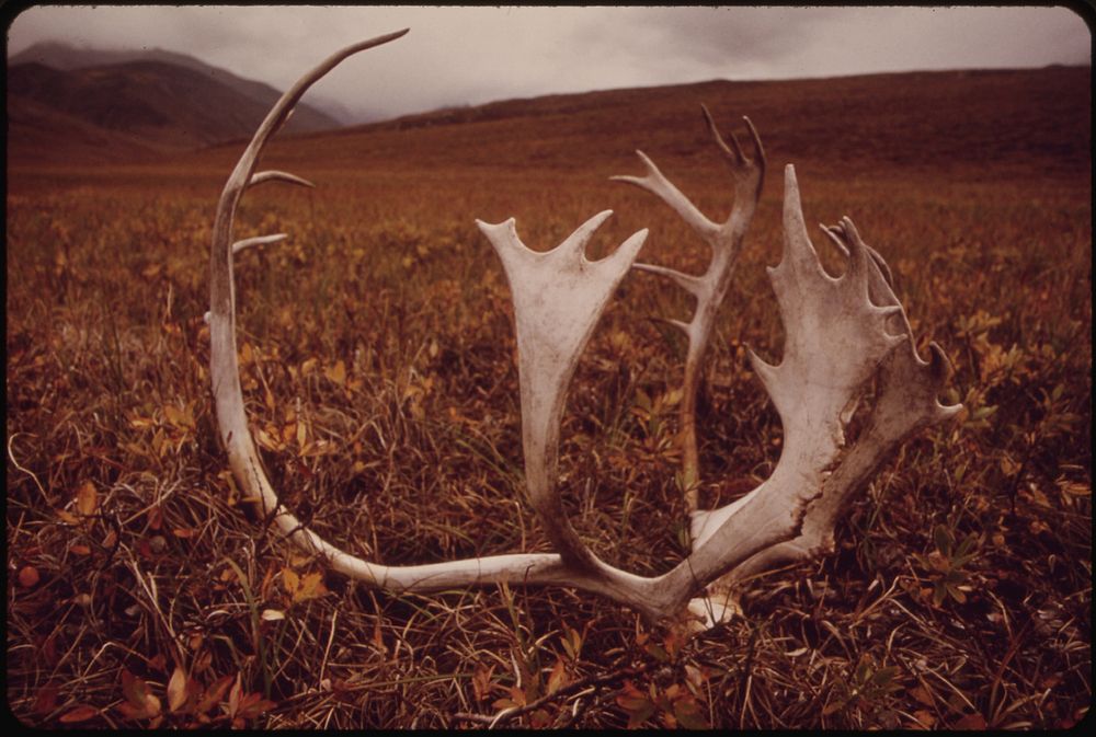 Caribou Shed Their Antlers Annually; They Can Be Found Almost Anywhere on the North Slope, Or Here, in the Atigun Valley the…