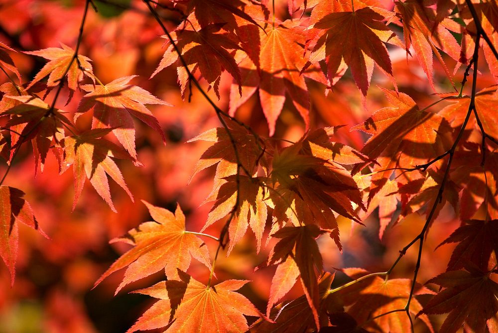 Colors of Autumn.