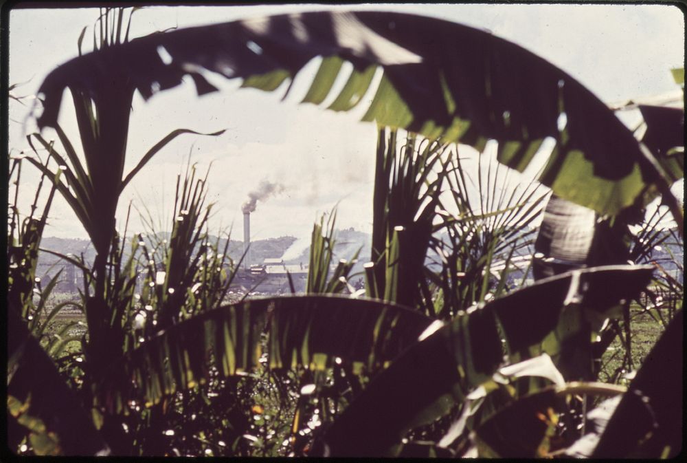 Sugar Cane and Refinery near Aguada. Original public domain image from Flickr
