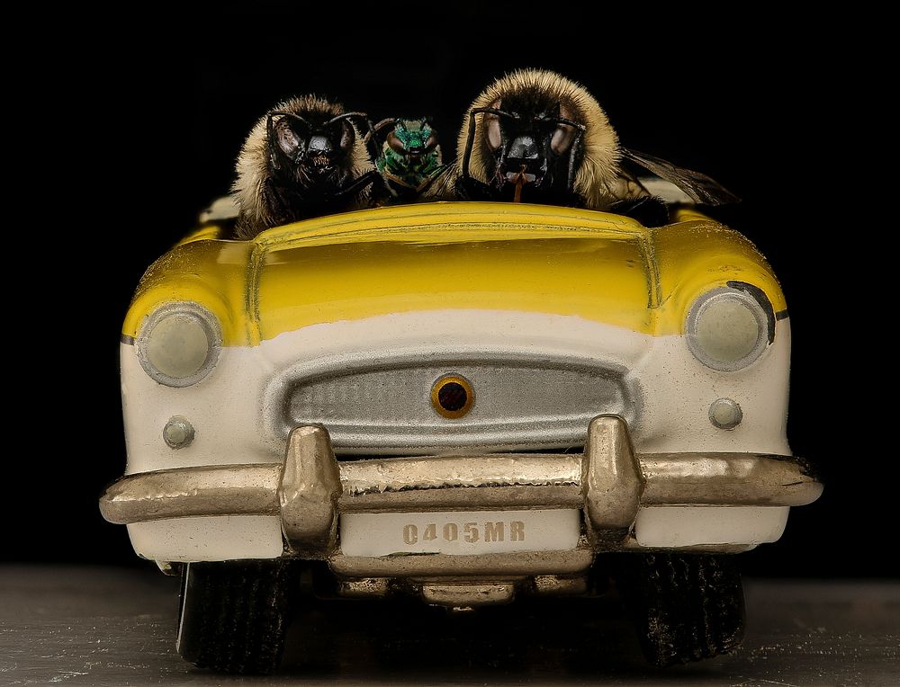 Bees in Cars.