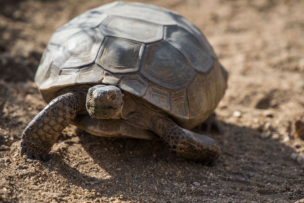 Desert tortoise