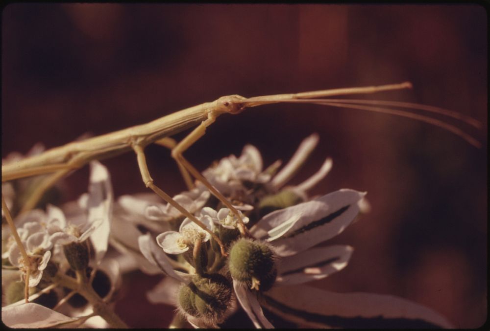 An Insect Called a Walking Stick Is Seen in a Closeup on a Plant Called Snow-On-The-Mountain near Troy, Kansas, in Doniphan…