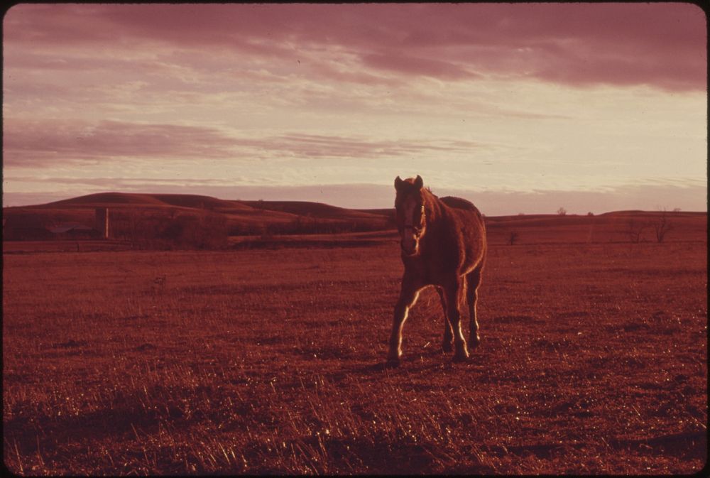 Sunset View of a Horse in Pastureland That Once Was Tallgrass Prairie in Wabaunsee County Kansas, near Manhattan, in the…