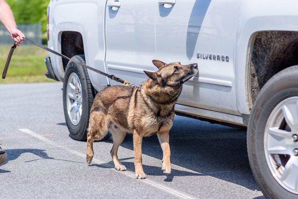 Greenville Police K9 Bono Jr, Greenville, date unknown. Original public domain image from Flickr