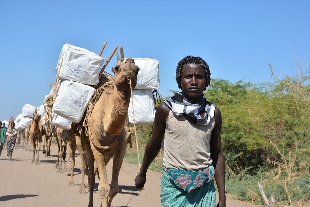 Using camels to distribute long lasting insecticide-treated nets (LLINs) in Ethiopia