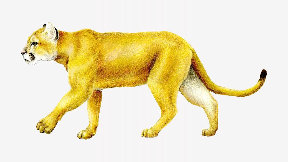 Mountain Lion, vintage illustration