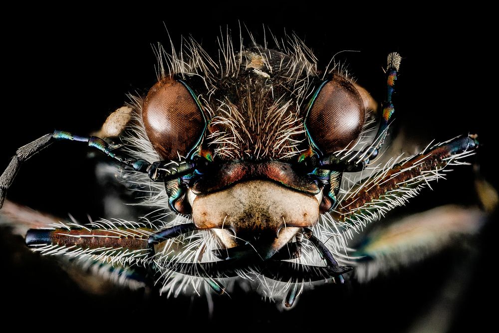 Tiger beetle, Cicindelidae, insect face. 