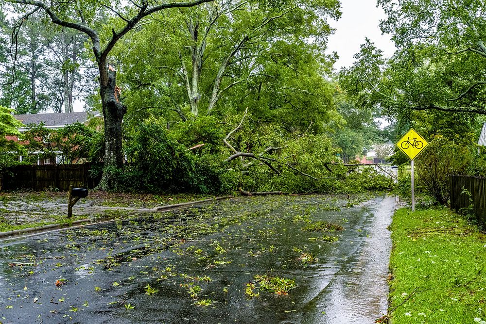 Hurricane downed trees