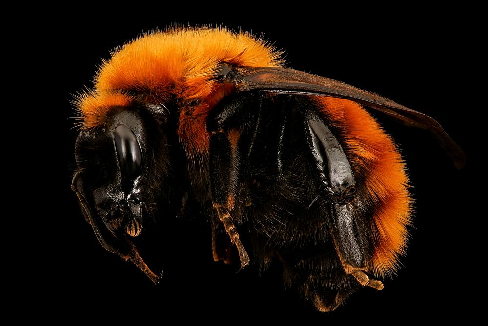Giant bumblebee, Bombus dahlbomii, insect photo. 