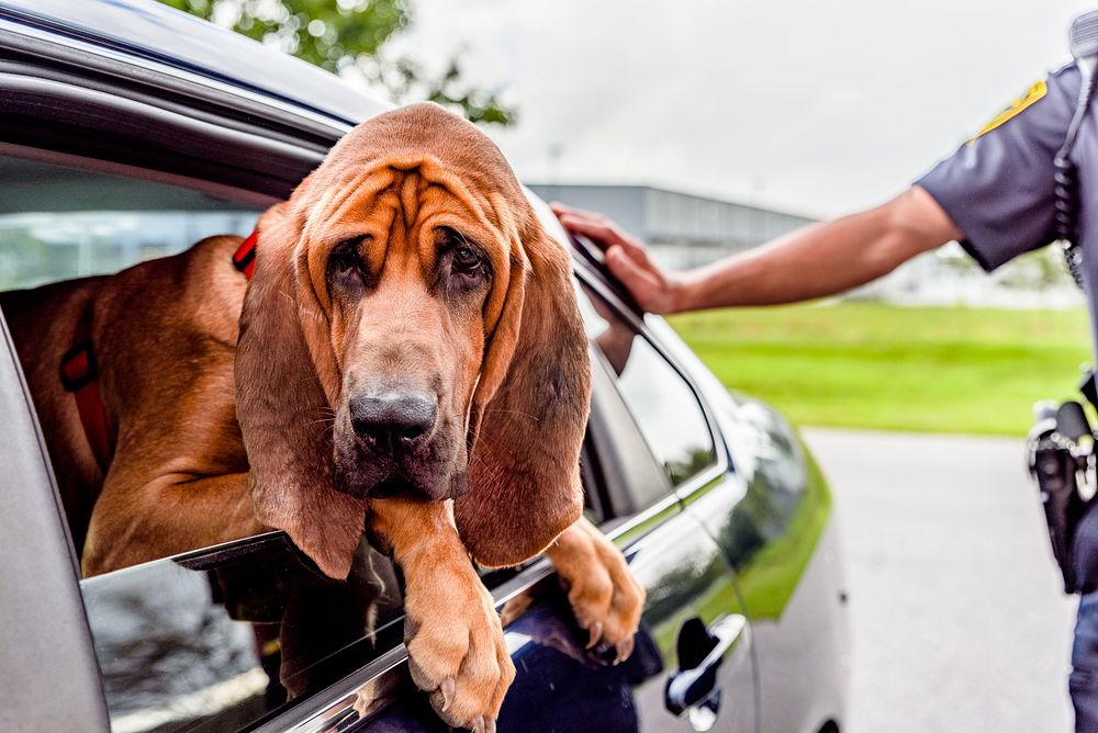 Bloodhound dog