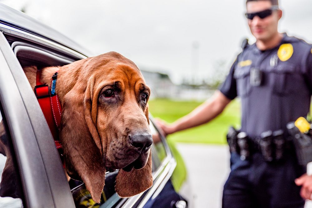 K9 for a Day - TrumpetIn partnership with the Humane Society of Eastern Carolina.
