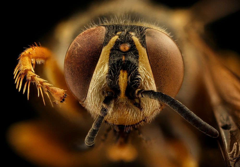 African Wasp, insect headshot.