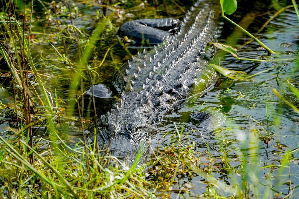 Crocodile swamp, wild animal. Original public domain image from Flickr