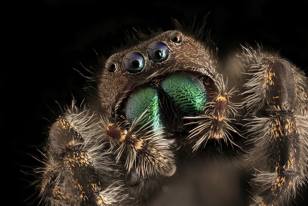 Jumping spider, closeup face shot.