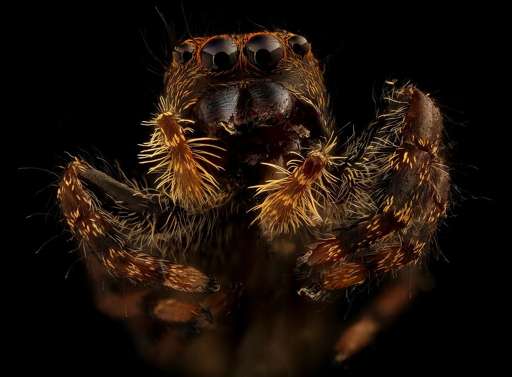 Jumping spider, face shot.