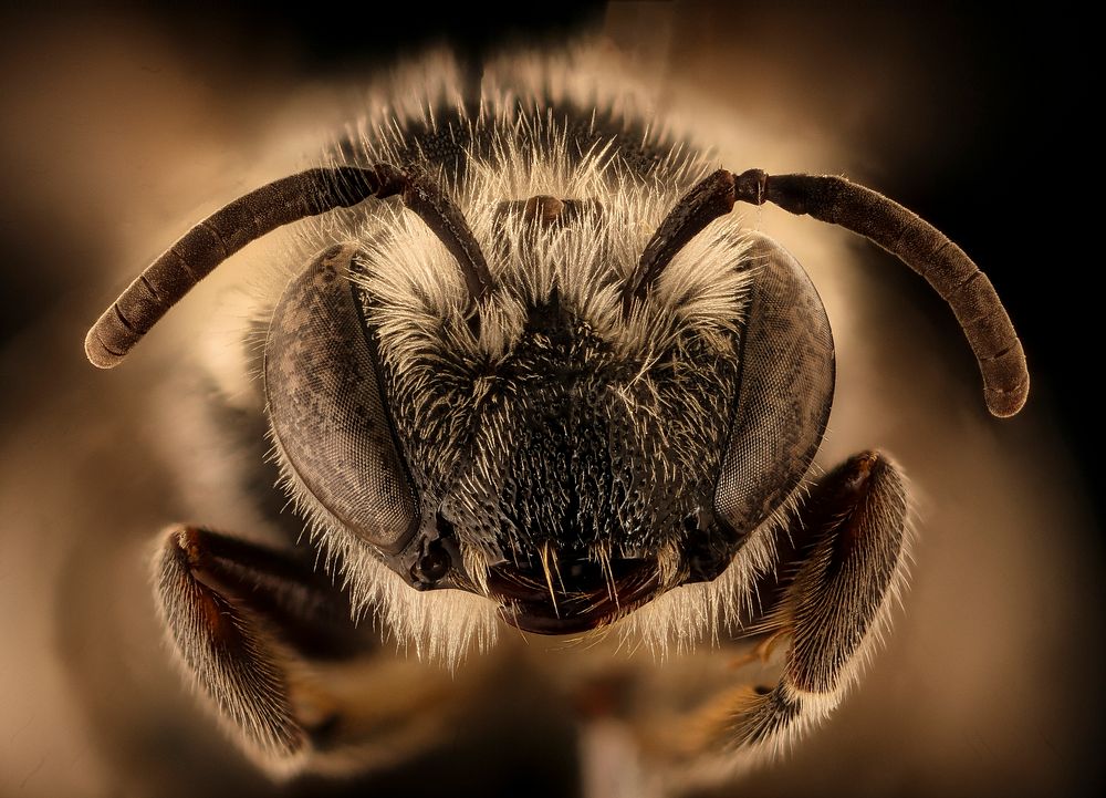 Colletes robertsonii, insect face shot.