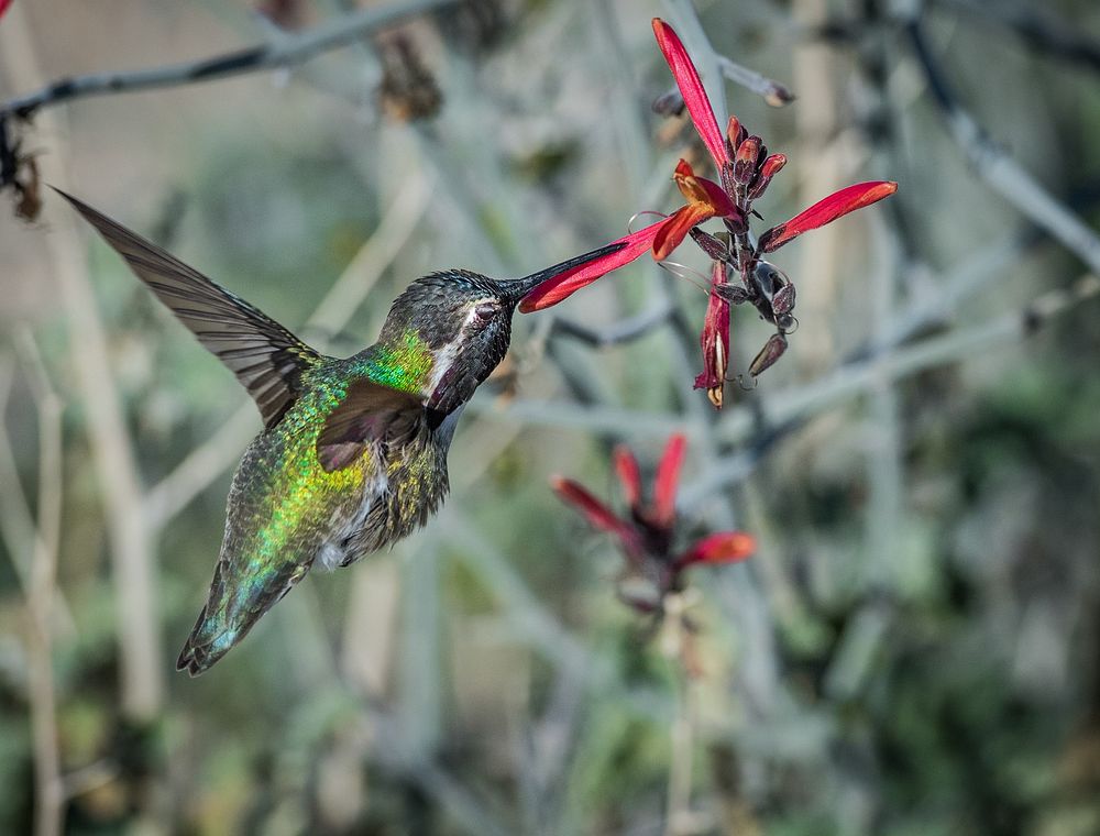 Hummingbird drinking nectar