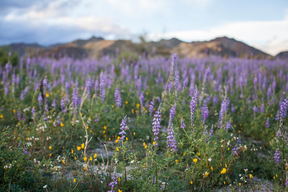 Arizona Lupine flower background