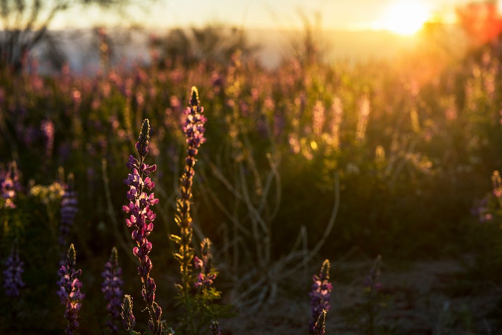 Arizona Lupine flower and sunset 