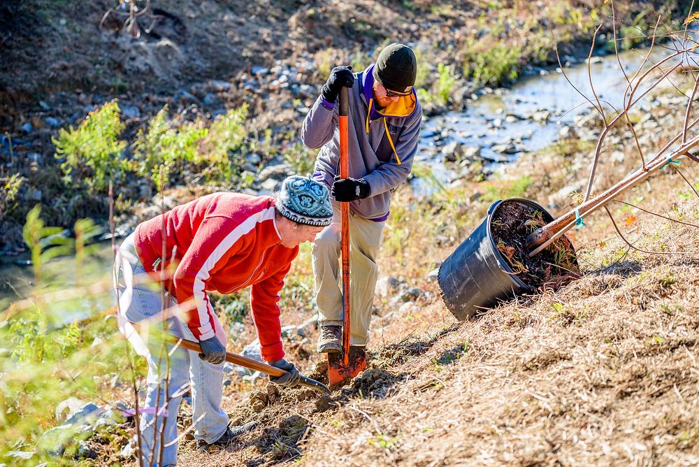 ECU students, faculty, grounds services, and City of Greenville Public Works staff planted 100 trees along Town Creek…