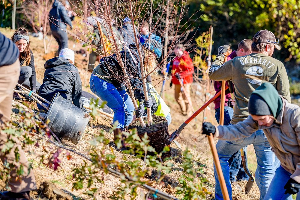 ECU students, faculty, grounds services, and City of Greenville Public Works staff planted 100 trees along Town Creek…