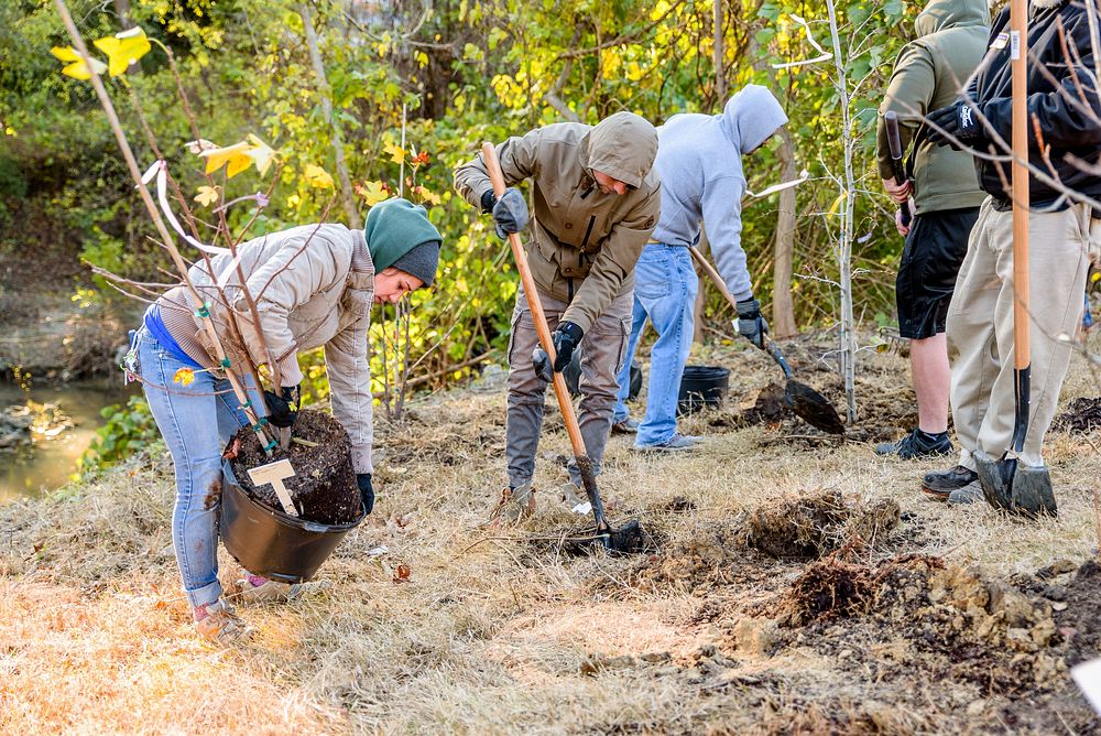 ECU students, faculty, grounds services, and City of Greenville Public Works staff planted 100 trees along Town Creek…