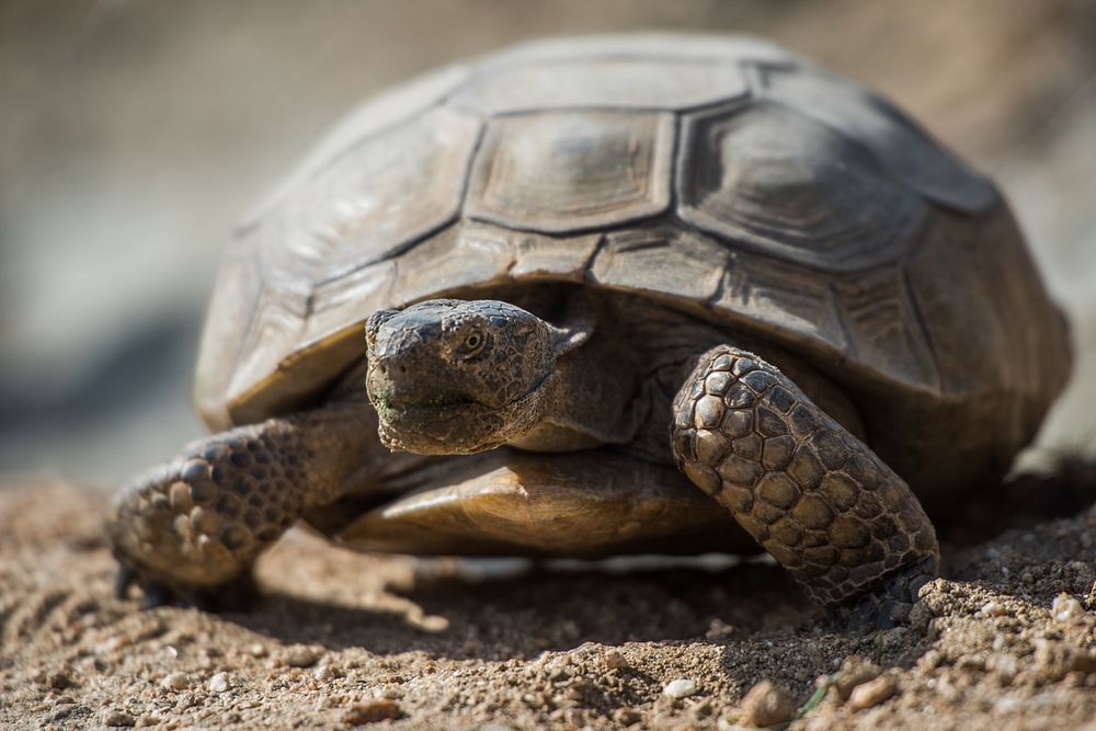 Desert tortoise