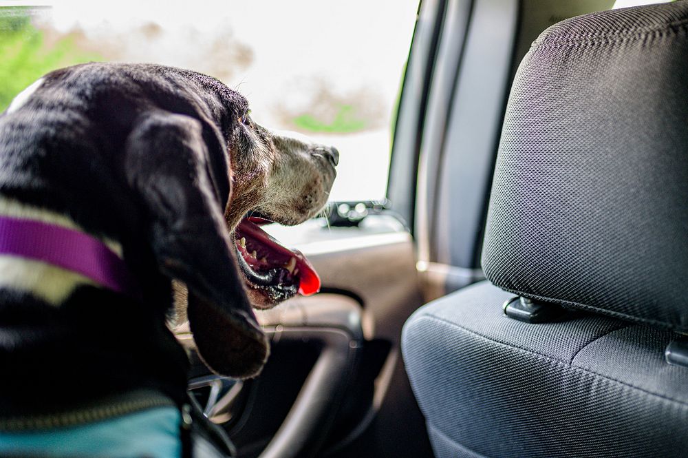 Treeing Walker Coonhound dog