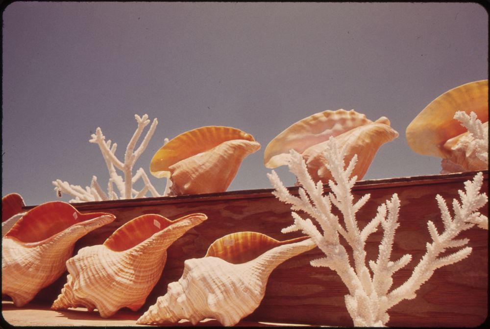 These Souvenir Seashells Are for Sale at the Southernmost Point of the Southernmost City of the United States.  Original…