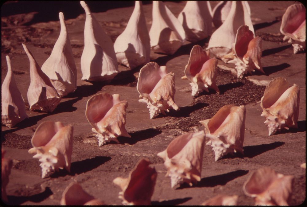 Souvenir Seashells Are Lined Up for Sale Here on the Southernmost Point of the United States.  Original public domain image…