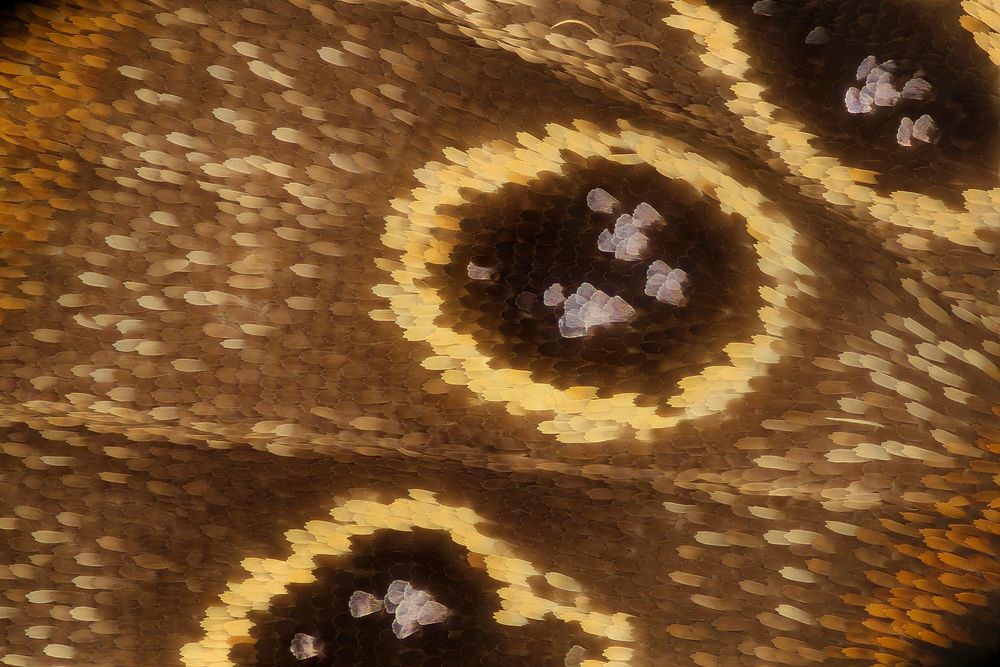 Neonympha mitchelli francisci, 10x closeup spot, reared