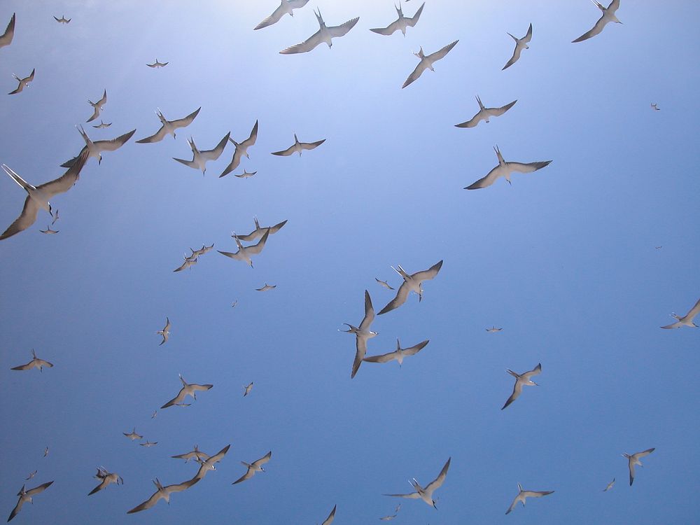 Tern colony at Baker Island