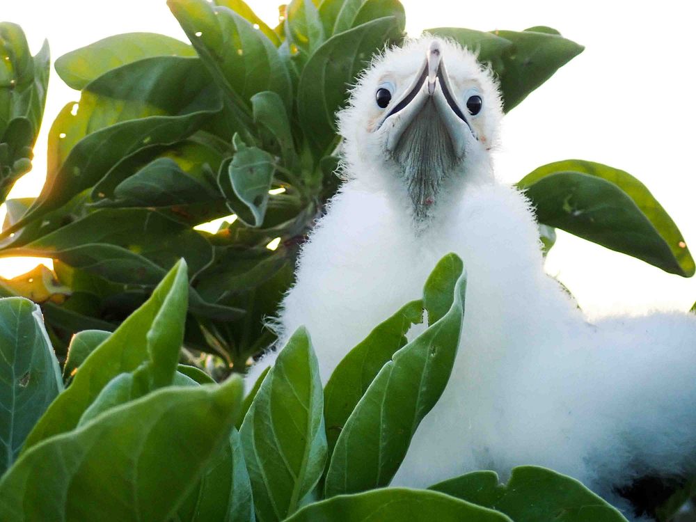 Frigatebird chick at Howland Island NWR