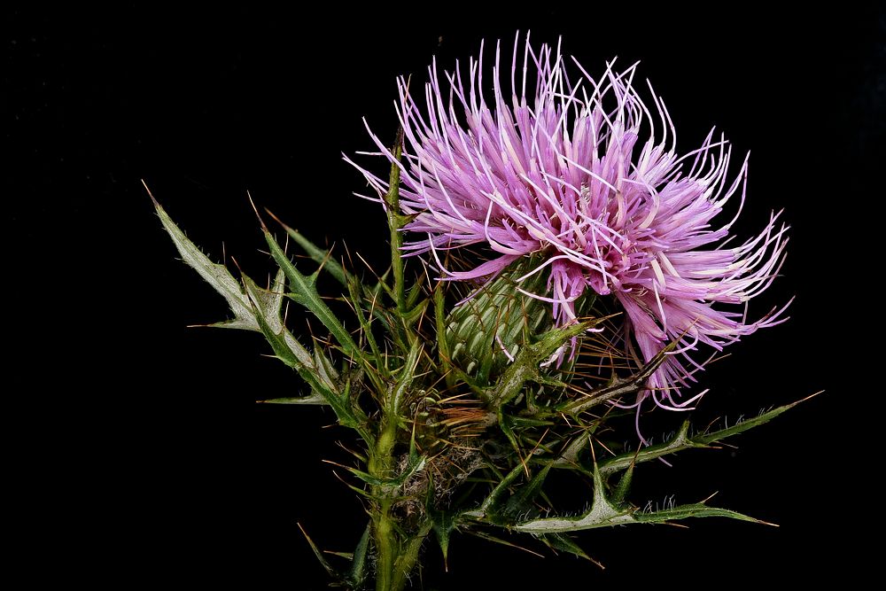 Circium discolor, Field Thistle. 