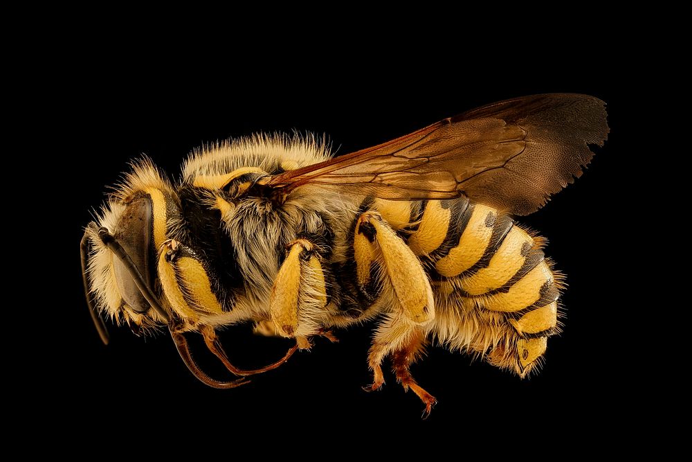Anthidium illustre bee.